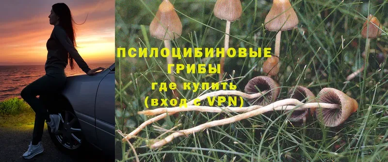 Псилоцибиновые грибы Psilocybe  Лакинск 